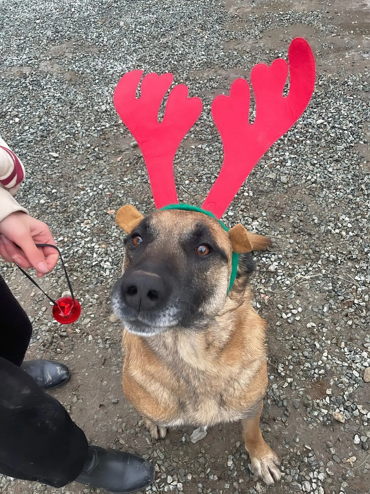 Bruno, câine roșcat cu coarne de ren din pluș pe cap, primește o floare