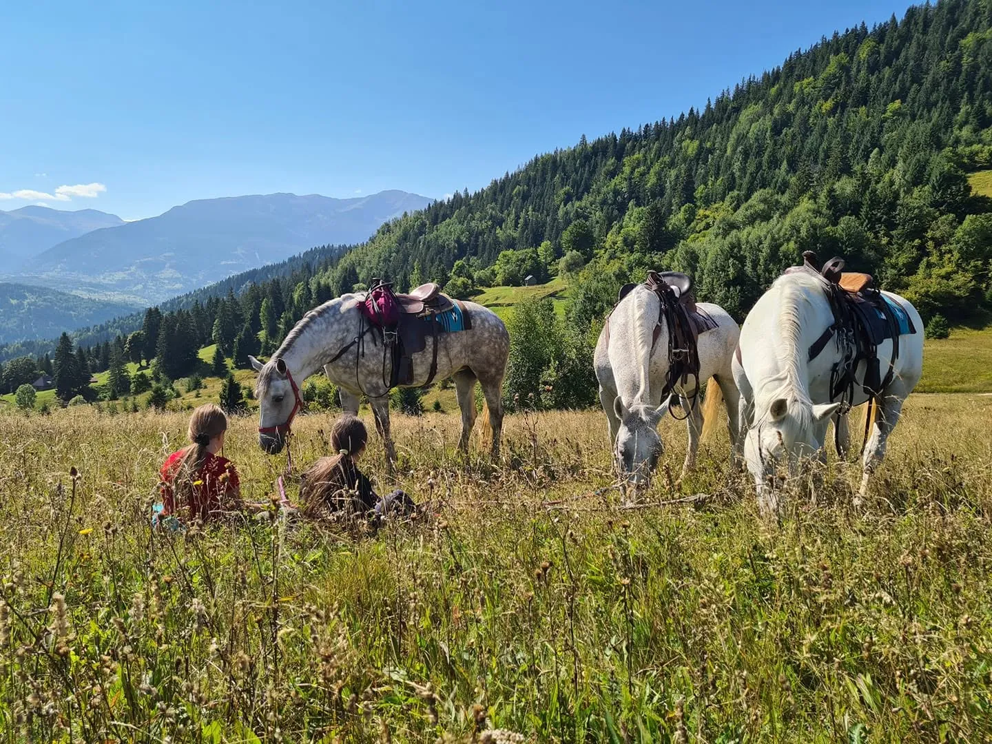 Patru cai înșeuați pasc într-o poiană, călăreții stau în iarbă, cu munții în fundal