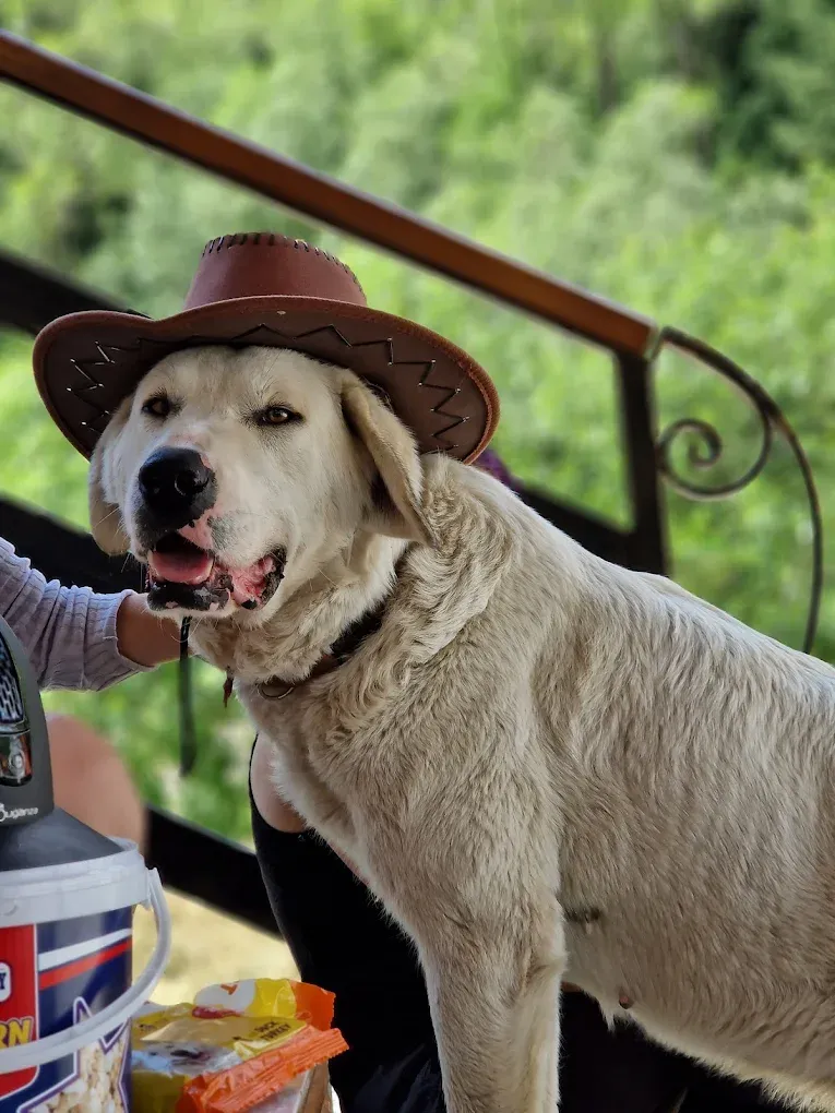 Lola, o cățelușă albă, cu o pălărie de cowboy maro pe cap, zâmbește